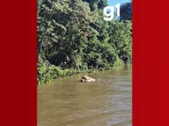 VÍDEO: onça-pintada arrasta boi em correnteza de rio em Pantanal de MT