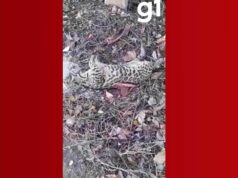 Jaguatirica é encontrada morta em terreno baldio de Cuiabá; Secretaria de Meio Ambiente investiga causa | Mato Grosso