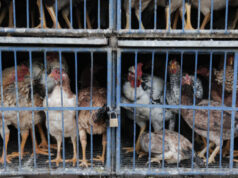 País investiga 19 casos de gripe aviária, diz governo