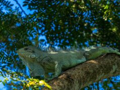 Prefeitura de Rondonópolis | Prefeito Cláudio Ferreira levanta a ideia e iguana vai virar animal símbolo de Rondonópolis
