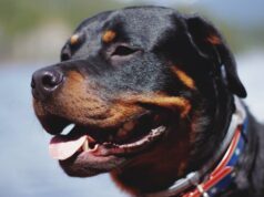 Rottweilers invadem casas e matam filhotes de gatos