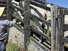 Polícia investiga furto de 20 cabeças de gado em fazenda de MT | Mato Grosso