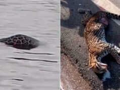 07:55 –
Onça e jaguatirica são encontradas mortas em Mato Grosso; veja vídeo