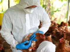 Exame descarta caso de gripe aviária em ave de Cuiabá; caso suspeito é investigado no interior