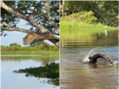 Biológo flagra onça-pintada atacando jacaré e fugindo sem a presa no Pantanal de MT: “nem todo dia é dia de rainha’