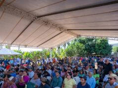 Projeto Rota da Banana é lançado com apoio da Aprofir-MT