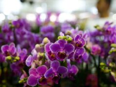 Várzea Grande realiza 1º Festival de Flores e Plantas com abertura especial no Dia dos Namorados