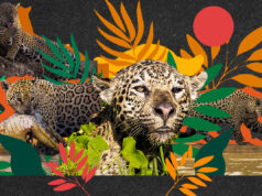 Família de onças viraliza com cenas raras da vida selvagem no Pantanal