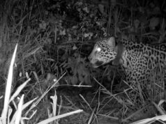 Onça-pintada resgatada de incêndio no Pantanal tem 1º filhote. Vídeo