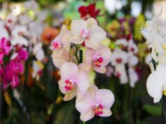 Festival de Flores e Plantas começa amanhã com expectativa de movimentar R$ 200 mil