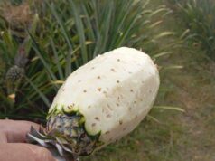 Pequenos produtores de Várzea Grande recebem apoio técnico e insumos