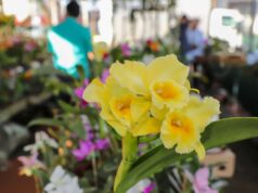 Várzea-grandenses aderem e 5 mil pessoas prestigiam 1° Festival de Flores e Plantas