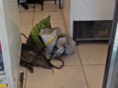 Vídeo: bombeiros resgatam javali que invadiu açougue em Goiás