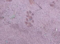 PM Ambiental encontra pegadas de onça após sumiço de patos e galinhas