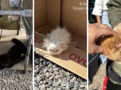 Em SC, 45 gatos persas são encontrados em situação de maus-tratos