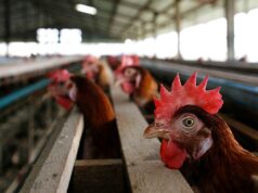 Gripe aviária: Goiás confirma primeiro caso em aves de subsistência