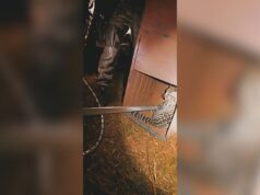 Vídeo: jaguatirica é resgatada após ser atropelada em Campo Grande