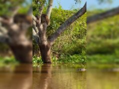 Vídeo: onça-pintada impressiona ao atacar jacaré em rio no Pantanal