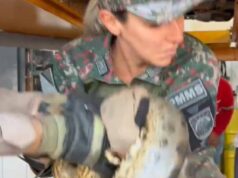 Sucuri de 2,5 metros é resgatada de motor de caminhonete em MS