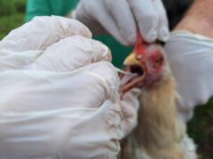 Mais 7 países retiram restrições de exportação à carne de frango do Brasil