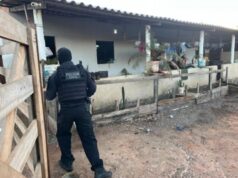 PJC prende líder de facção e descobre criação de galos para rinha; animal avaliado em R$ 20 mil