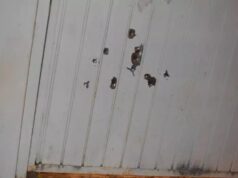 Casa é alvo de metralhada com sete tiros na madrugada; ex-marido de moradora é suspeito