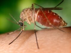 Antes restrita à Amazônia, febre oropouche se espalha pelo país