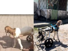 Vídeo: carneiro cadeirante Frederico ganha presente no Ceará. Confira