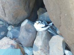 Turista chinês é multado em R$ 10 mil por capturar ave em Noronha