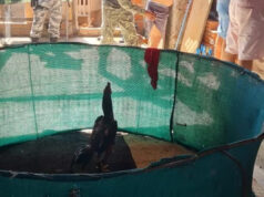 PI: rinha de galos clandestina termina com 4 presos e aves resgatadas