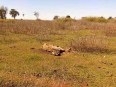 GO: polícia investiga mortes por fome e sede de 80 animais em fazenda