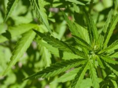 Sete mil prisões por posse de maconha podem ser revistas em SC