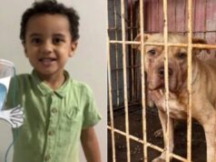 Menino de 3 anos morre após ser atacado por pit-bull em Goiás