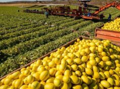 Demandas do agro contra tarifaço incluem pedidos de exceções e taxa inferior à chinesa