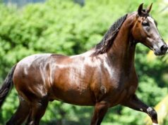 Ração tóxica mata ao menos 245 cavalos em 4 estados, diz ministério