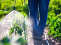 Médico critica comparação de glifosato com batata frita por risco de câncer; engenheiro diz que proibição encareceria alimentos