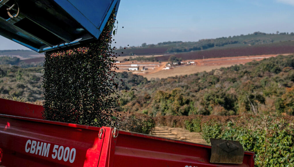 2024-09-26T142525Z_1_LYNXMPEK8P0MK_RTROPTP_4_BRAZIL-COFFEE-FROSTS.jpg