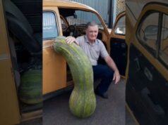 Agricultor do PR colhe abobrinha de 72 kg: “Nunca vi uma coisa dessas”