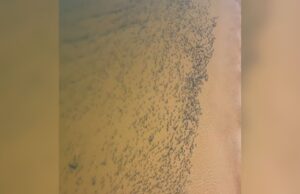 Pescador flagra cardume gigante no Rio Araguaia. Vídeo