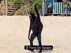 Macaco-aranha: conheça espécie que viralizou com vídeo no Pará