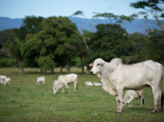 após resultados da JBS, o que mercado espera para 2T de BRF e Marfrig?