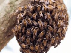 Ataque de abelhas deixa feridos e grupo é hospitalizado em MT