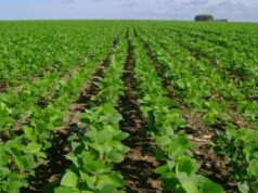 Aprosoja MT defende sanção ao PL que estende prazo de regularização de imóveis em faixa de fronteira