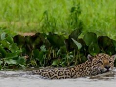 Proposta de ampliação da Estação Ecológica de Taiamã, no Pantanal, é defendida por pesquisadores, estudantes, pescadores e sociedade civil