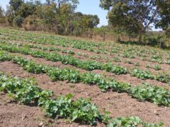 Faltam 20 dias para o fim do prazo de entrega da declaração do ITR