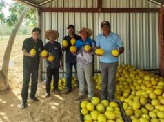 Várzea Grande colhe resultados: talhão de melão é destaque na comunidade Sadia III