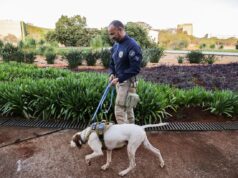 STF: polícia judicial faz varredura com cães em área de acesso. Vídeo