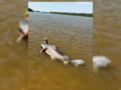 Guia de Goiás diz ter pescado maior peixe do Vale do Araguaia. Vídeo