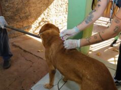 Várzea Grande realiza ‘Dia D da Vacinação Antirrábica Animal’ – Várzea Grande realiza ‘Dia D da Vacinação Antirrábica Animal’