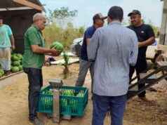 Agricultura familiar de Várzea Grande colhe frutos com apoio técnico – Agricultura familiar de Várzea Grande colhe frutos com apoio técnico
